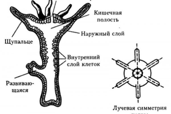 Гидра кракен